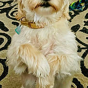 Lulu Mae is registered to the contest to win money with this photo: animal, bucket_hat, canine, carpet, close_up, collar, curious, cute, dog, domestic, fluffy, front_paws_up, hat, household, indoor, patterned_carpet, pet, portrait, sitting, white_fur