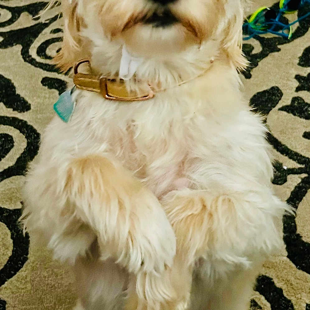 Lulu Mae