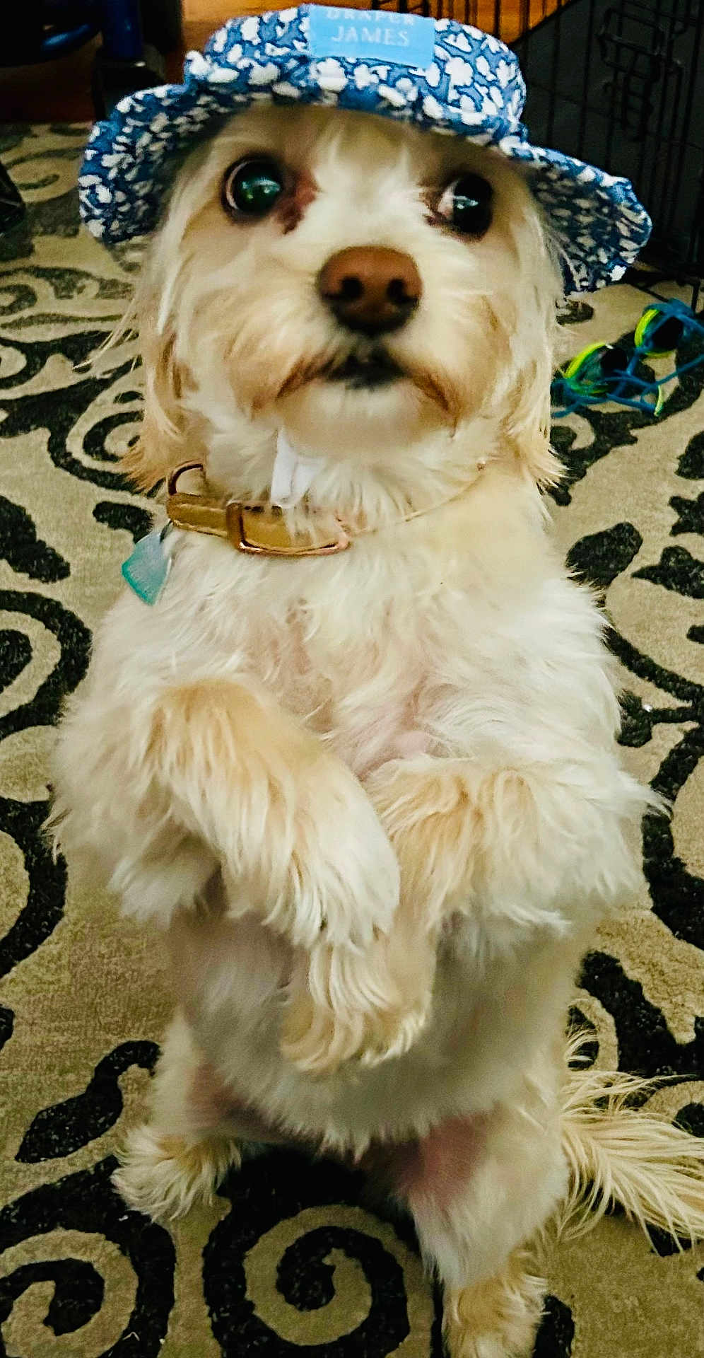 Lulu Mae