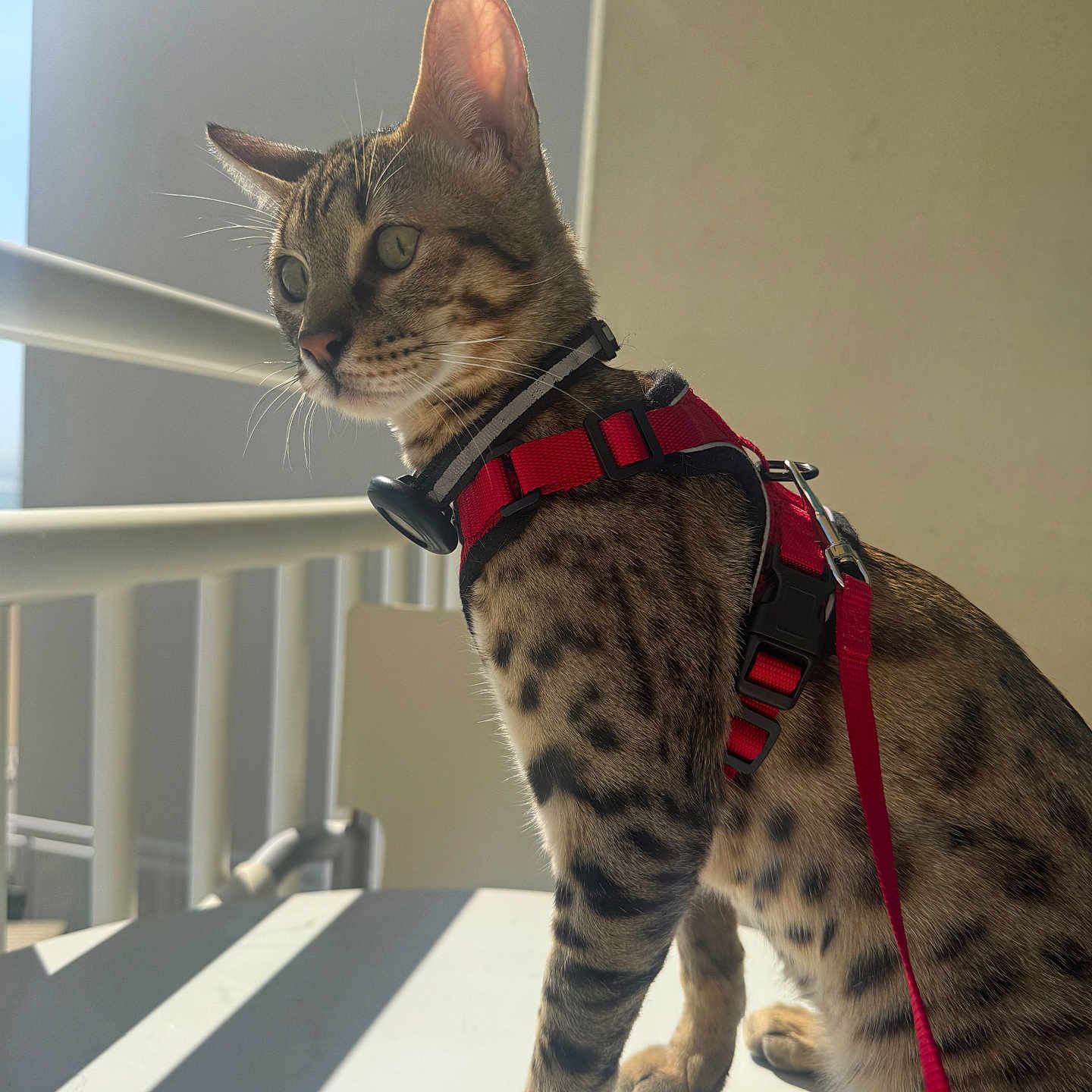 Zeus joined the competition — help win amazing prizes! animal, balcony, cat, closeup, curious, daylight, domestic_cat, ears, feline, fur, leash, outdoor, pet, red_harness, shadow, sitting, spotted, sunlight, table, whiskers