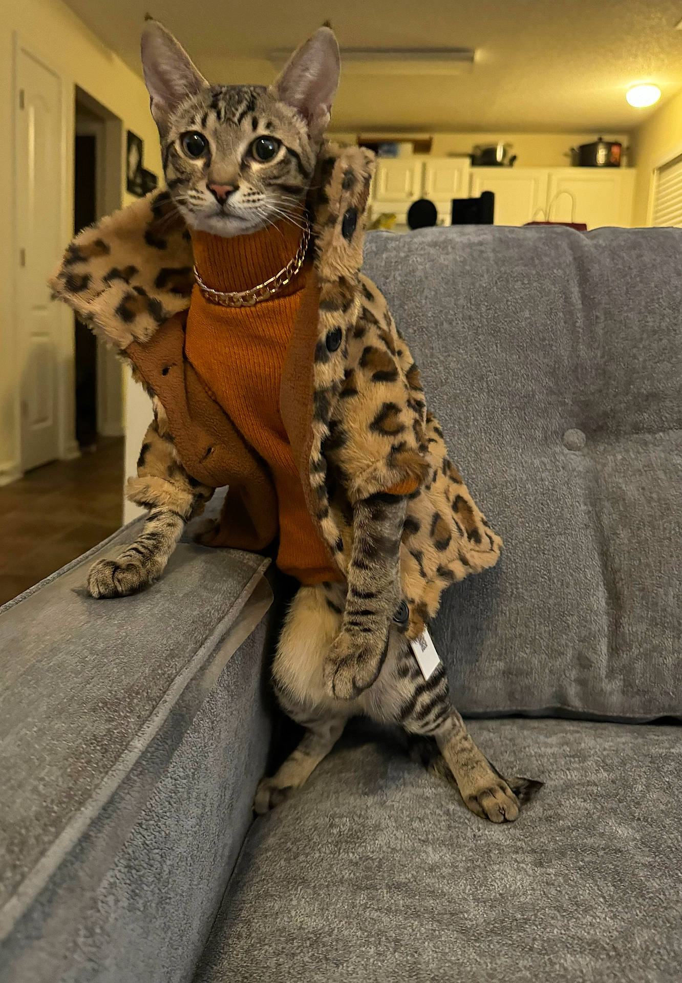 Apollo is registered to the contest to win money with this photo: abyssinian, accessories, animal, architecture, bag, building, cat, couch, cushion, egyptiancat, furniture, handbag, homedecor, indoors, kitten, livingroom, ocelot, person, pet, room
