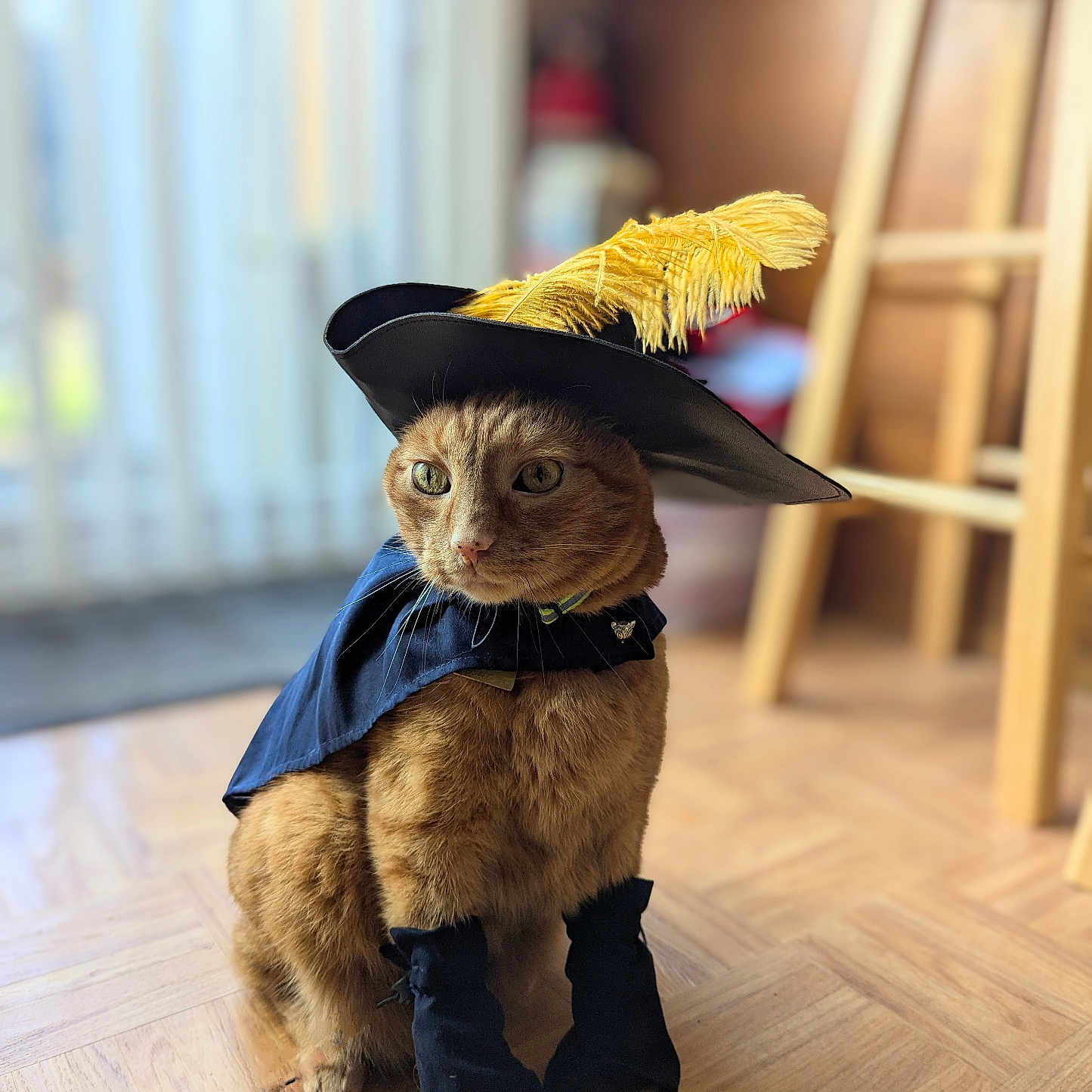 Nemo joined the competition — help win amazing prizes! animal, canine, cat, clothing, dog, face, hardwood, hat, head, indoors, interiordesign, kitten, people, person, pet, photography, plywood, portrait, puppy, wood