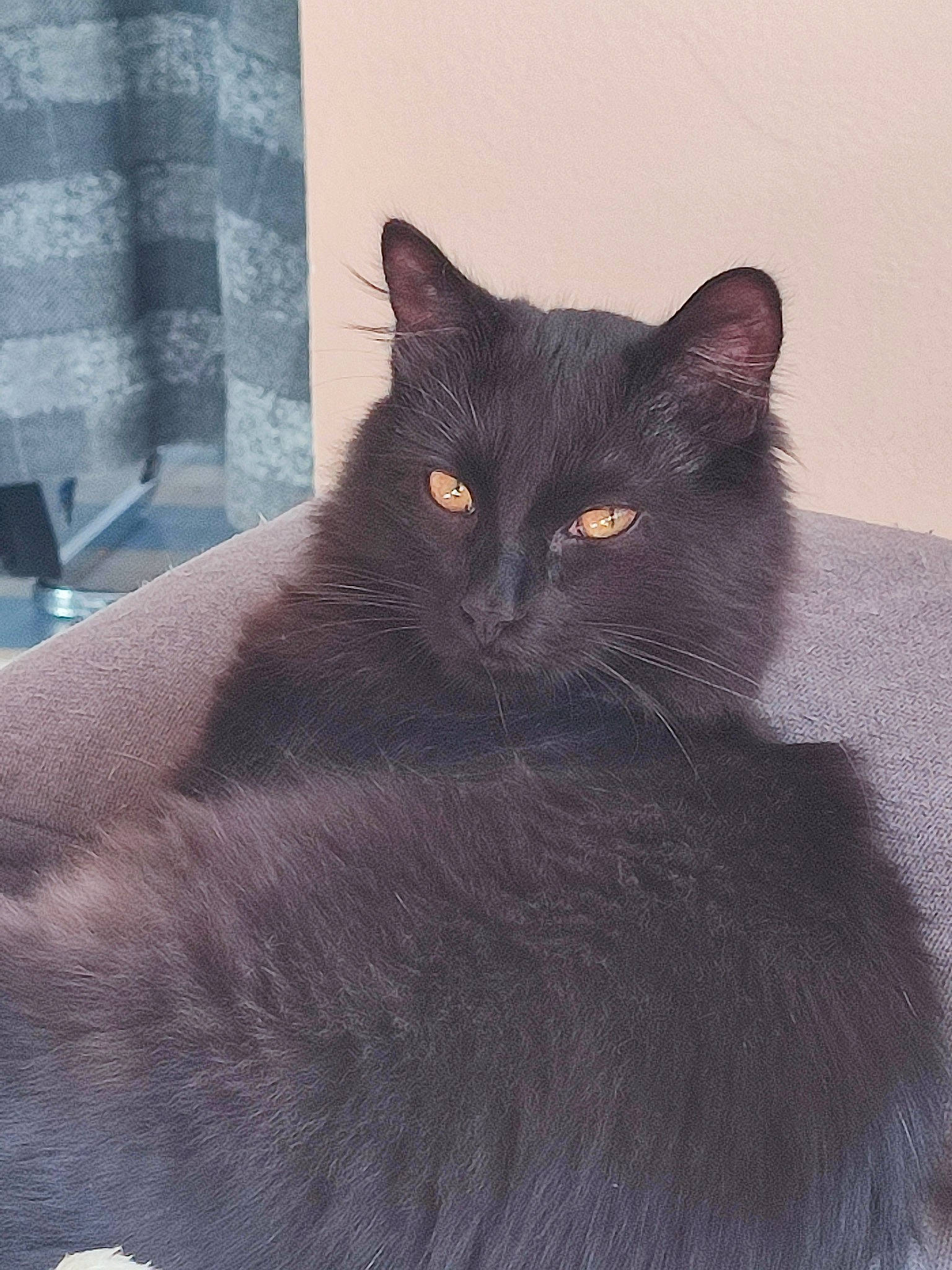 Onyx participe au concours pour gagner de l'argent avec cette photo : black_cat, carnivore, cat, comfort, domestic_short_haired_cat, eye, felidae, fur, grey, small_to_medium_sized_cats, snout, tail, terrestrial_animal, whiskers