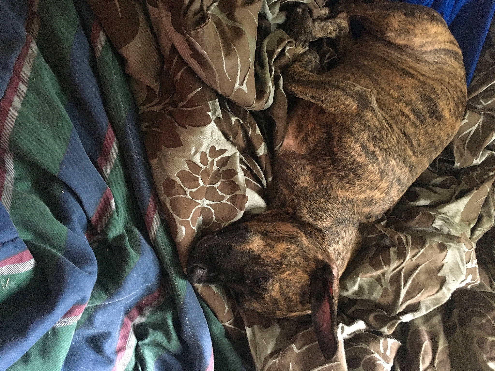 Belle is registered to the contest to win money with this photo: bed_sheet, bedding, brown, carmine, carnivore, comfort, companion_dog, darkness, dog, dog_breed, fur, grey, guard_dog, linens, liver, pattern, room, sporting_group, textile, wrinkle