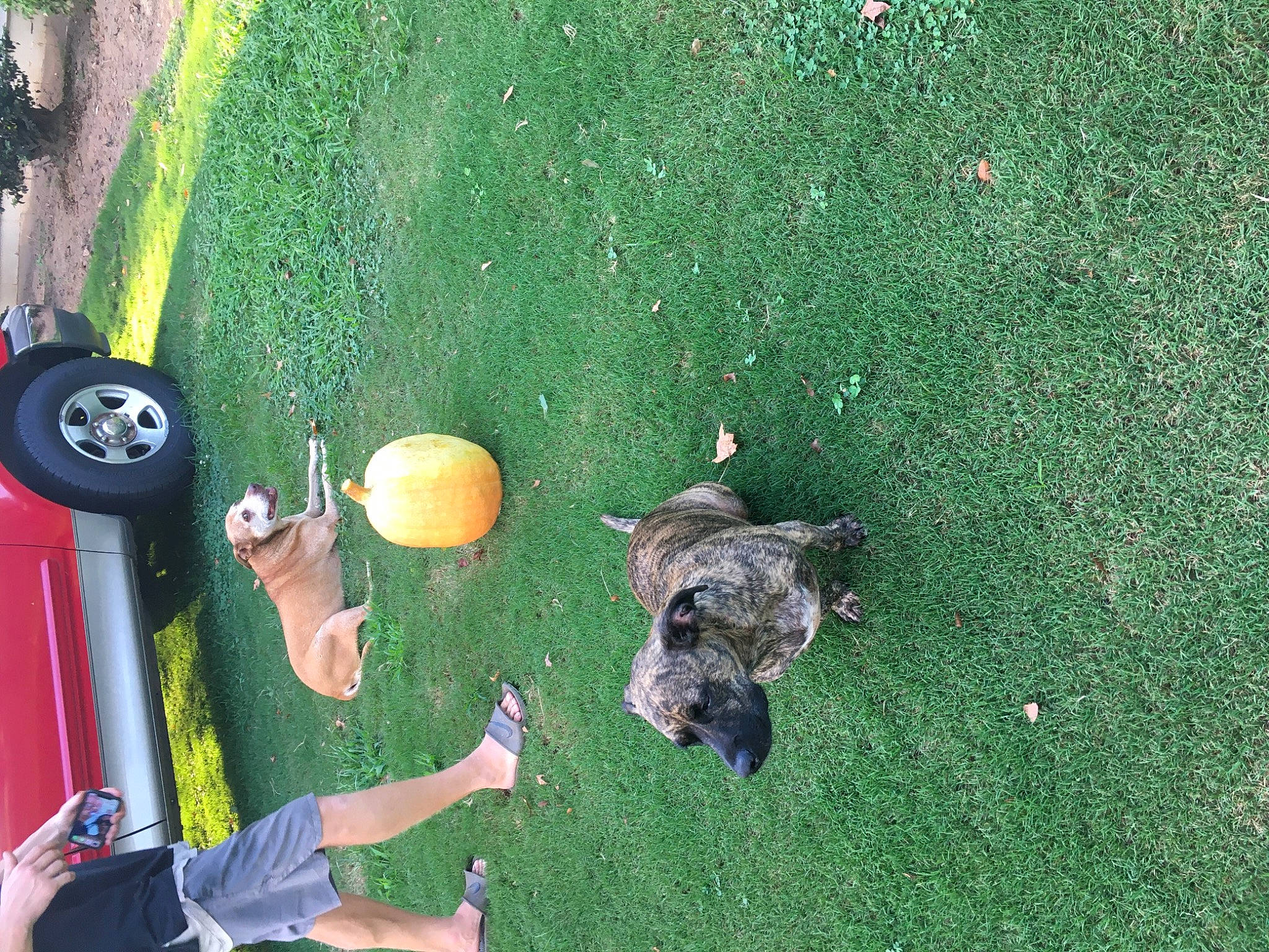 Belle is registered to the contest to win money with this photo: adventure, automotive_tire, ball, ball_game, car, fun, games, golf_equipment, grass, green, lawn, leisure, recreation, sports, sports_equipment, tennis_ball, tire, toy, vehicle_door, wheel