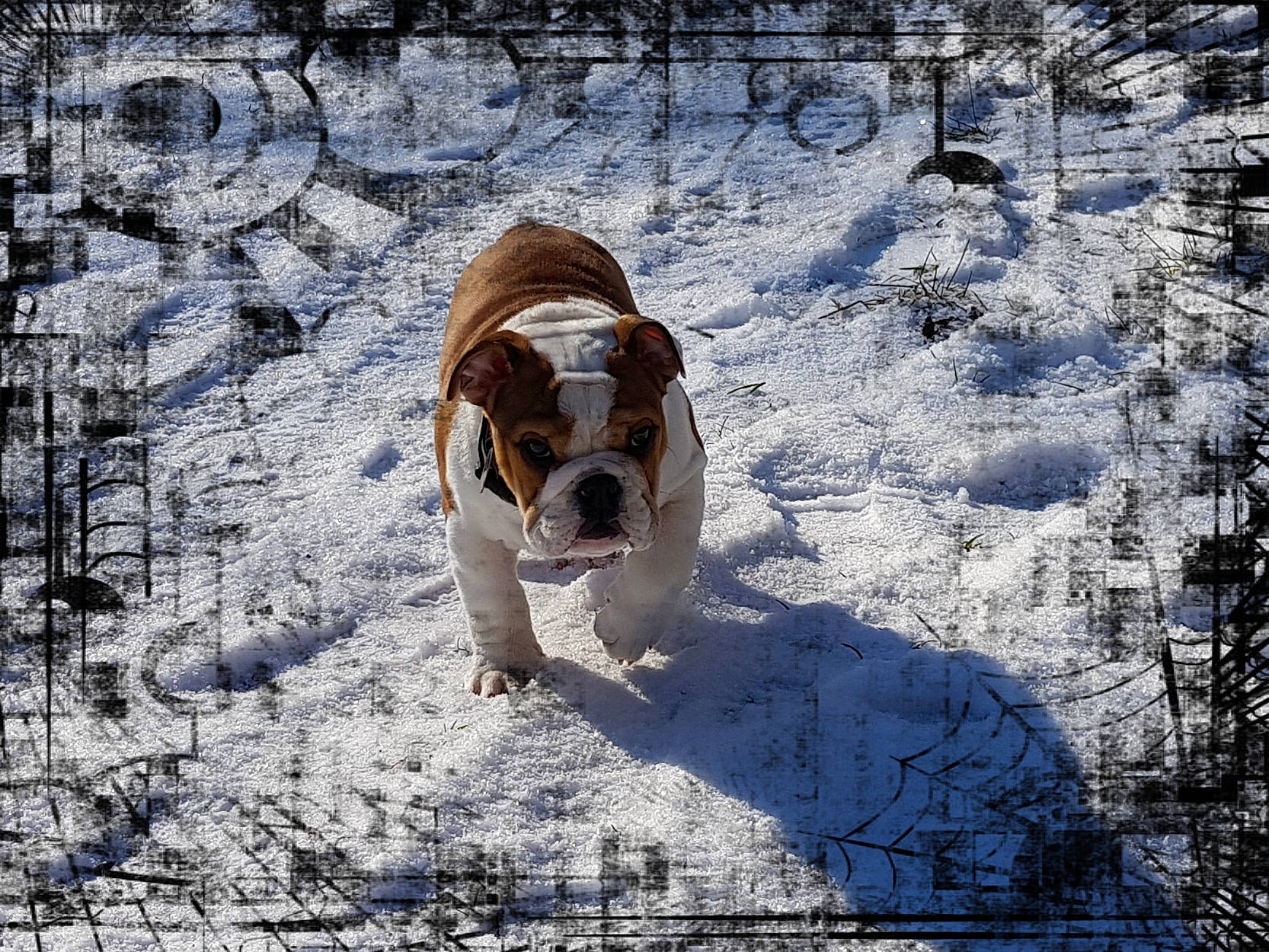 Lewis participe au concours pour gagner de l'argent avec cette photo : canidae, carnivore, collar, companion_dog, dog, dog_breed, fawn, freezing, frost, landscape, plant, playing_in_the_snow, recreation, slope, snow, sporting_group, tail, wildlife, winter, working_animal