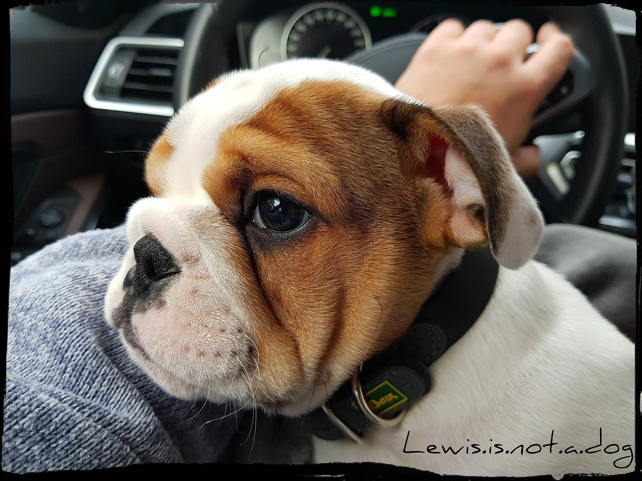 Lewis participe au concours pour gagner de l'argent avec cette photo : auto_part, automotive_design, bulldog, car, car_seat, carnivore, companion_dog, dog, dog_breed, family_car, fawn, fur, motor_vehicle, personal_luxury_car, steering_wheel, toy_dog, vehicle, vehicle_door, whiskers, wrinkle