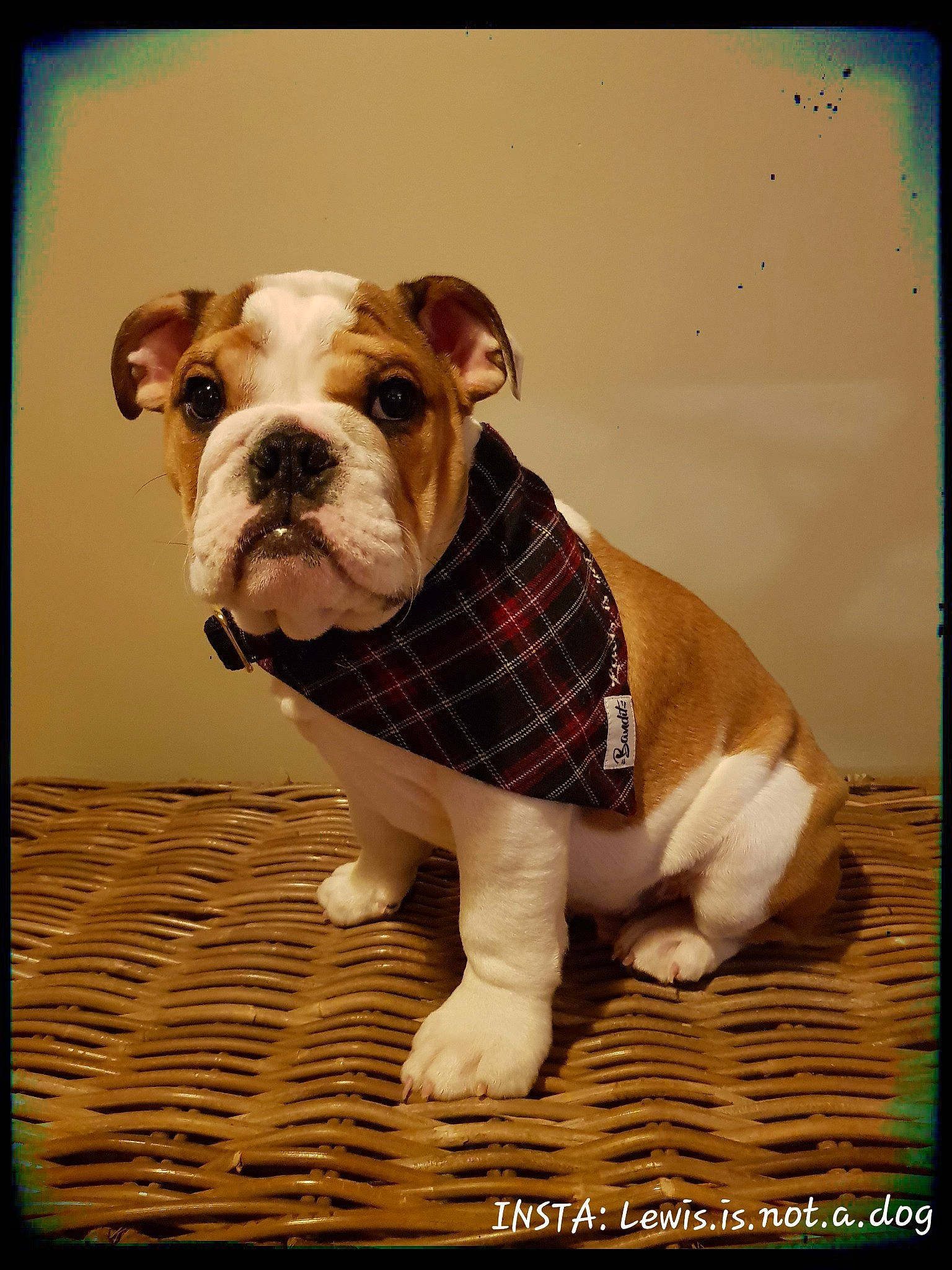 Lewis a rejoint le concours — aidez-le/la à gagner de superbes lots ! bulldog, canidae, carnivore, collar, companion_dog, dog, dog_breed, dog_collar, dog_supply, fawn, french_bulldog, pet_supply, rectangle, snout, sporting_group, terrestrial_animal, toy, toy_dog, white_english_bulldog, wood