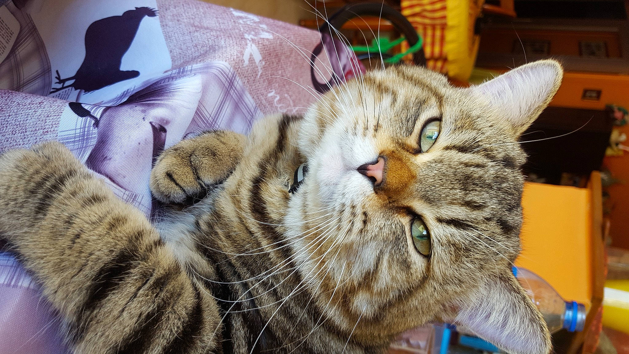 Picasso participe au concours pour gagner de l'argent avec cette photo : aegean_cat, american_bobtail, american_shorthair, american_wirehair, asian, australian_mist, california_spangled, carnivore, cat, domestic_short_haired_cat, dragon_li, european_shorthair, felidae, kitten, mammal, ocicat, pixie_bob, small_to_medium_sized_cats, tabby_cat, whiskers