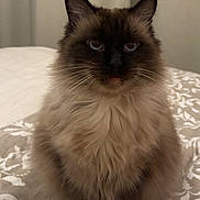 Azel participe au concours pour gagner de l'argent avec cette photo : cat, pet, fluffy, long_haired, blue_eyes, whiskers, ears, face, sitting, front_paws, bed, bedding, blanket, indoor, portrait, closeup, feline, soft_lighting, cute, domestic