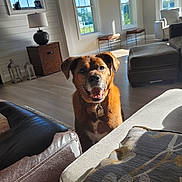 Rusty joined the competition — help win amazing prizes! dog, brown_dog, living_room, couch, sunlight, window, floor, lamp, table, chair, decor, pet, happy, indoor, home, furniture, smiling, animal, domestic, bright
