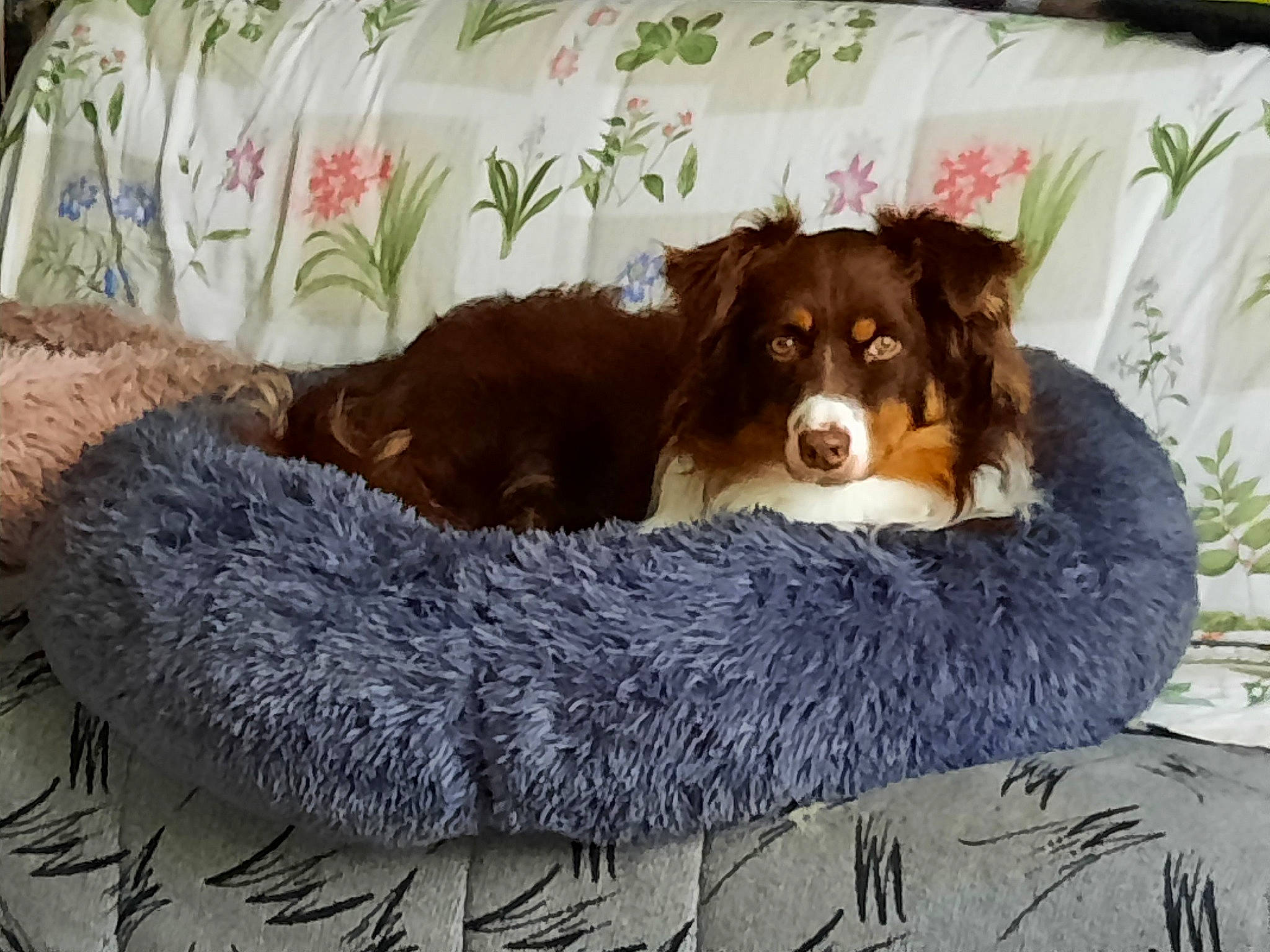 Ruby a rejoint le concours — aidez-le/la à gagner de superbes lots ! bored, canidae, carnivore, comfort, companion_dog, couch, dog, dog_breed, dog_supply, fur, liver, pet_supply, plant, sporting_group, terrestrial_animal, working_animal, working_dog