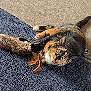 Phoenix is registered to the contest to win money with this photo: cat, calico, pet, animal, toy, feathers, fur, indoor, carpet, playful, curious, paws, whiskers, relaxed, mischievous, home, cute, feline, claws, lying_down