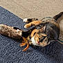 animal, calico, carpet, cat, claws, curious, cute, feathers, feline, fur, home, indoor, lying_down, mischievous, paws, pet, playful, relaxed, toy, whiskers