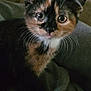 Phoenix is registered to the contest to win money with this photo: kitten, cat, tortoiseshell, close_up, pet, fur, whiskers, eyes, cute, animal, indoor, soft, resting, portrait, young, feline, domestic, mammal, curious, small