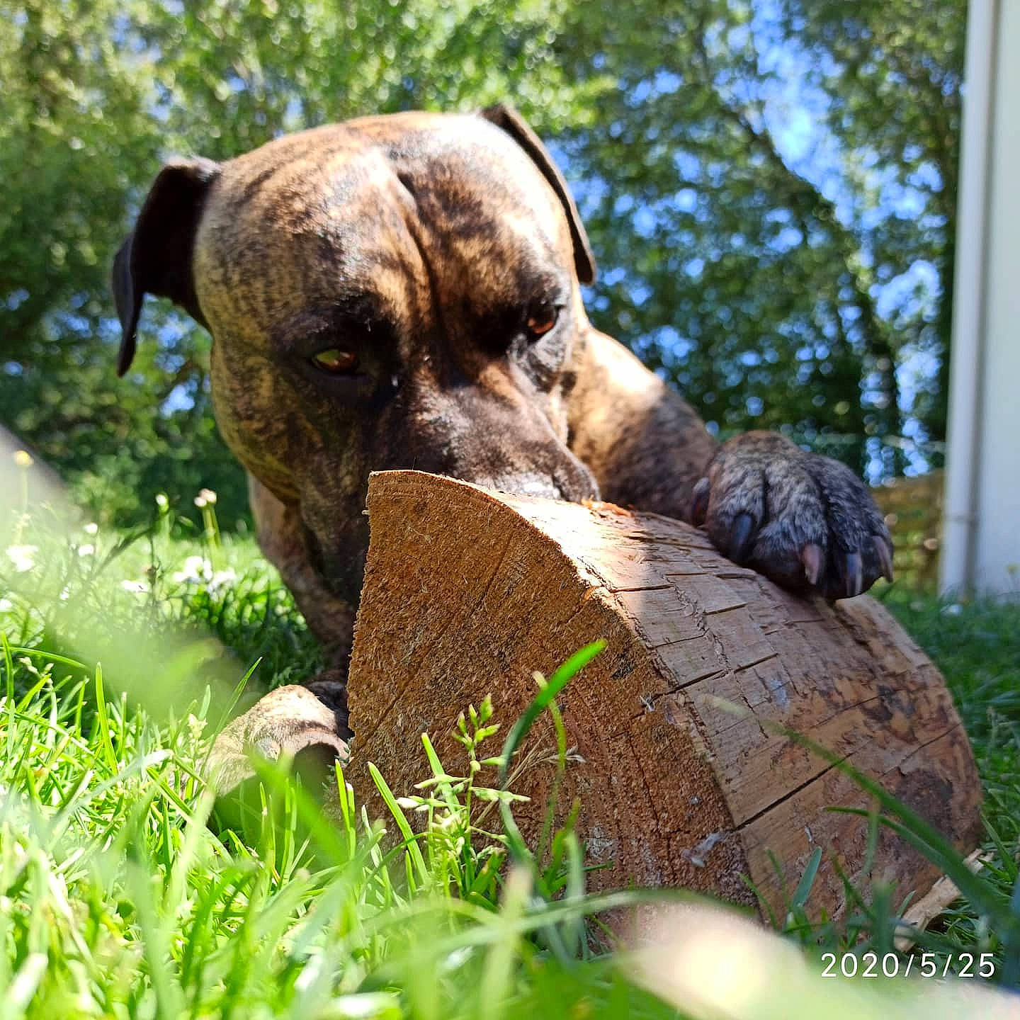 Jinetho participe au concours pour gagner de l'argent avec cette photo : ball, canidae, carnivore, companion_dog, dog, dog_breed, fawn, grass, grassland, groundcover, liver, natural_landscape, plant, sporting_group, terrestrial_animal, tree, trunk, wood, working_animal, wrinkle