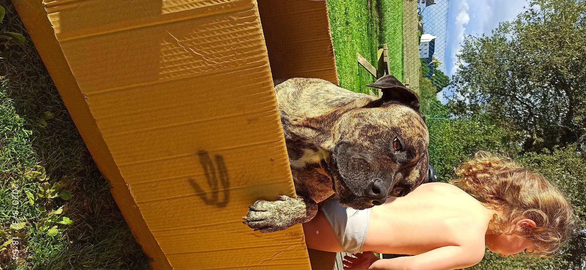 Jinetho a rejoint le concours — aidez-le/la à gagner de superbes lots ! art, canidae, cardboard, companion_dog, dog, dog_breed, fawn, fur, grass, guard_dog, plant, rabbit, snout, soil, sporting_group, tail, terrestrial_animal, wildlife, wood, working_animal