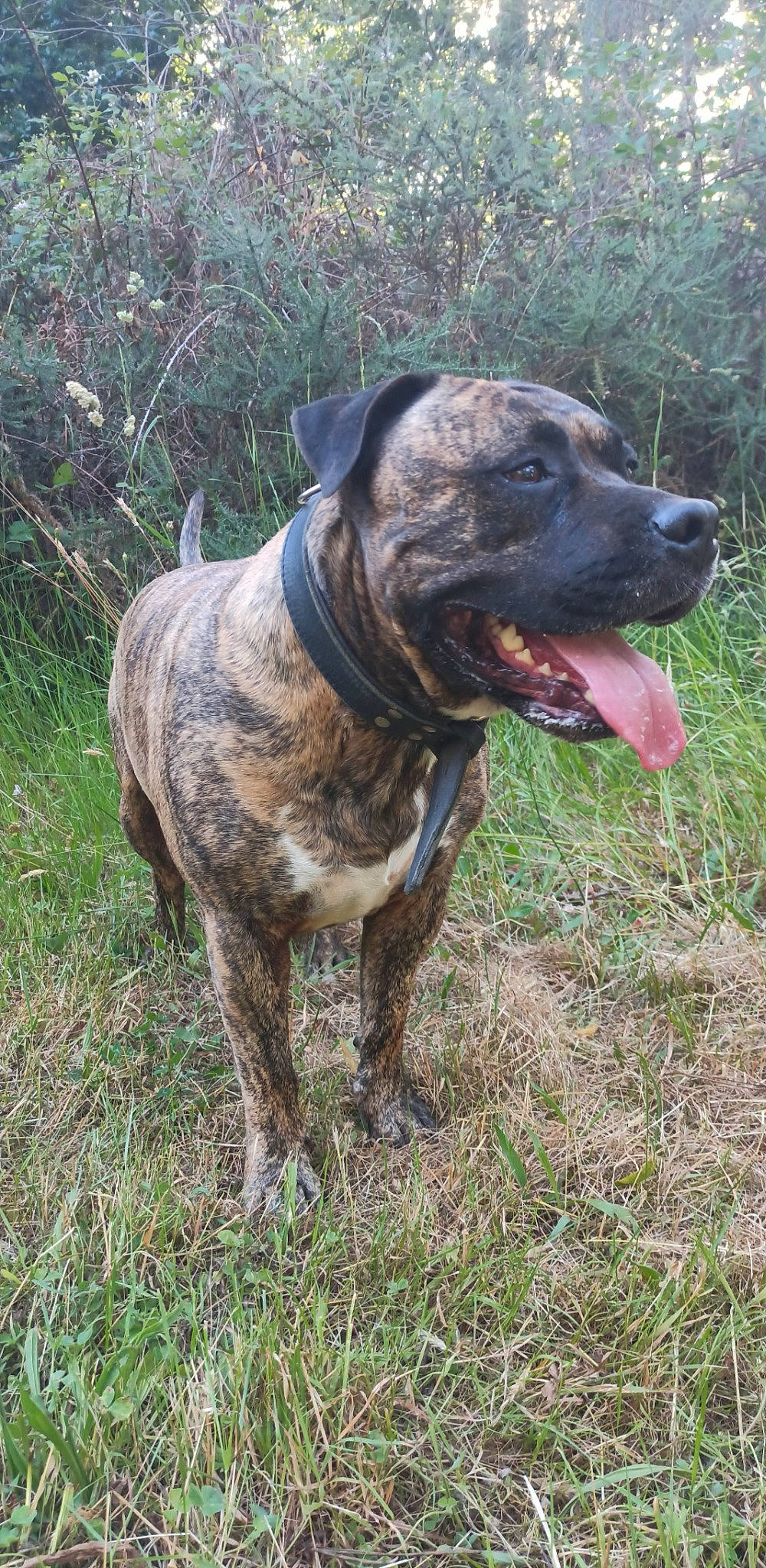 Jinetho participe au concours pour gagner de l'argent avec cette photo : canidae, carnivore, collar, companion_dog, dog, dog_breed, dog_collar, fawn, grass, guard_dog, liver, molosser, non_sporting_group, plant, sporting_group, tail, terrestrial_animal, whiskers, working_animal, working_dog