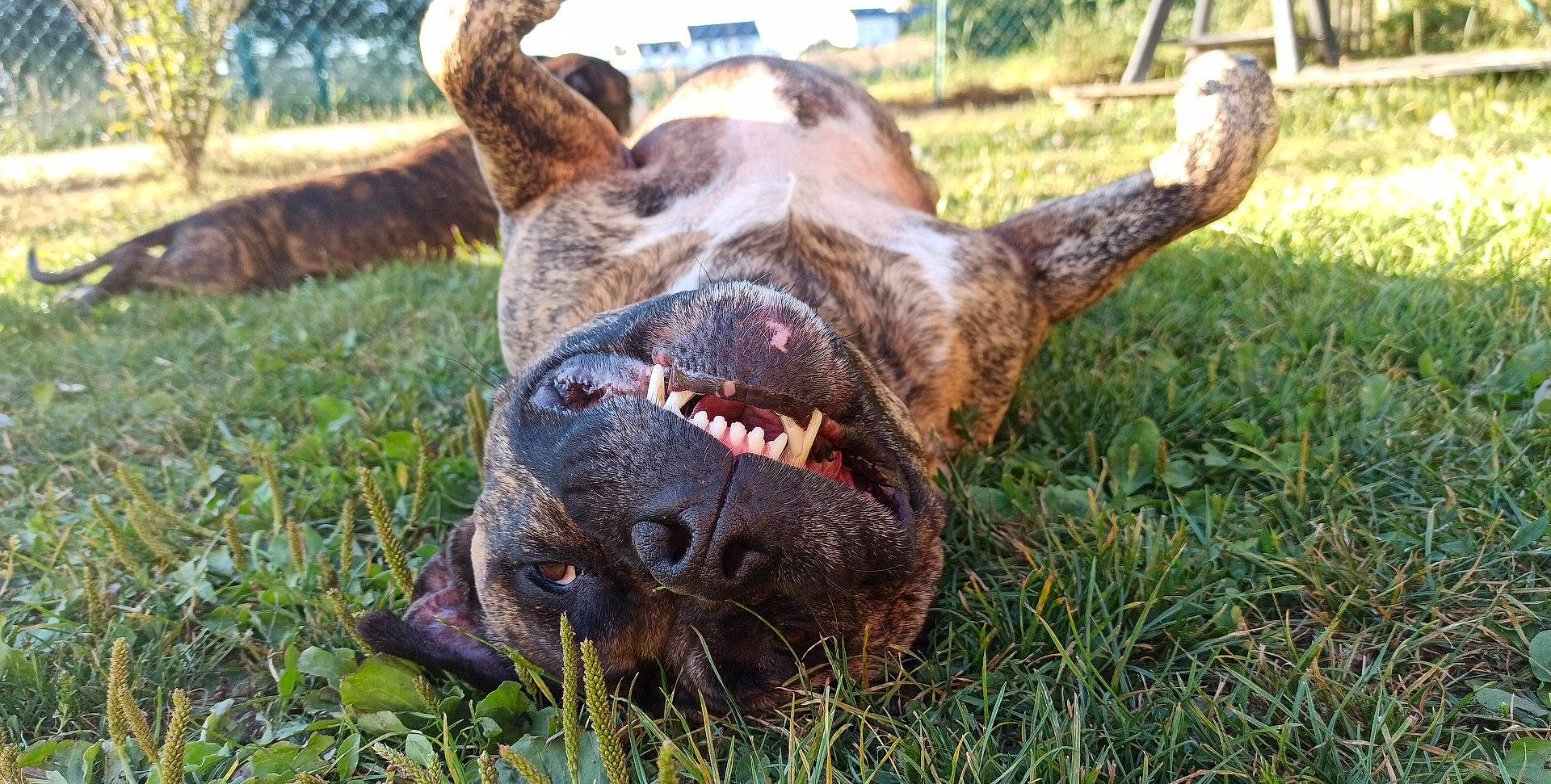 Jinetho a rejoint le concours — aidez-le/la à gagner de superbes lots ! bovine, carnivore, dog_breed, eye, fawn, fur, grass, grassland, grazing, horn, jaw, liver, livestock, plant, snout, sporting_group, terrestrial_animal, whiskers, working_animal, wrinkle