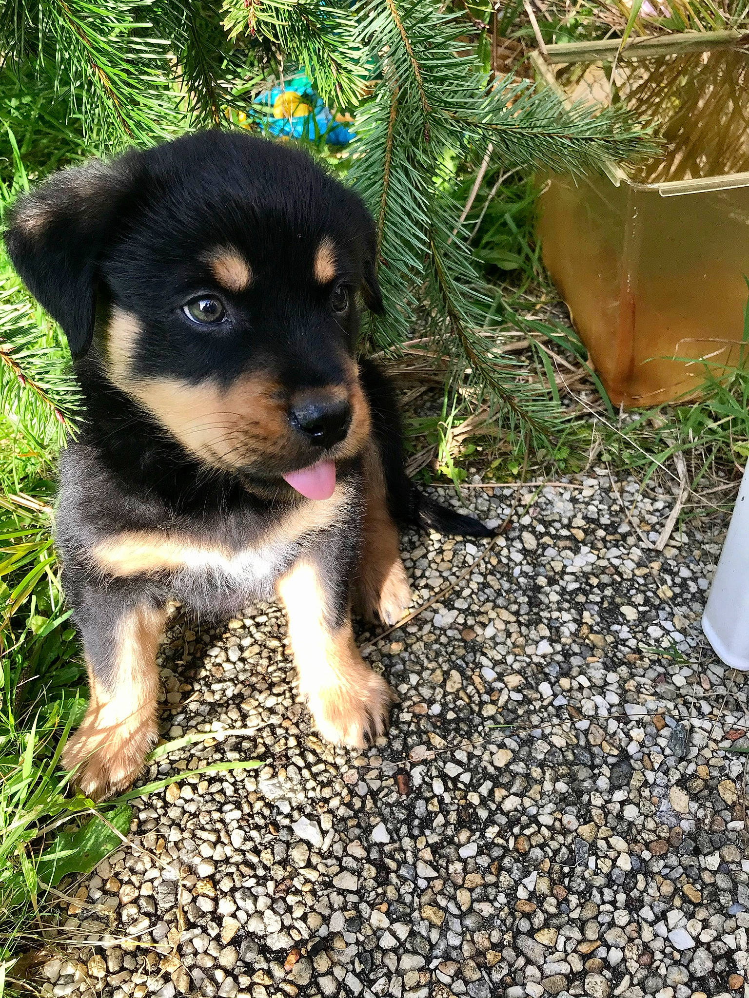 Dohko a rejoint le concours — aidez-le/la à gagner de superbes lots ! canidae, carnivore, companion_dog, dog, dog_breed, fawn, flowerpot, grass, guard_dog, paw, pebble, plant, road_surface, shadow, snout, soil, sporting_group, terrestrial_animal, whiskers, working_dog