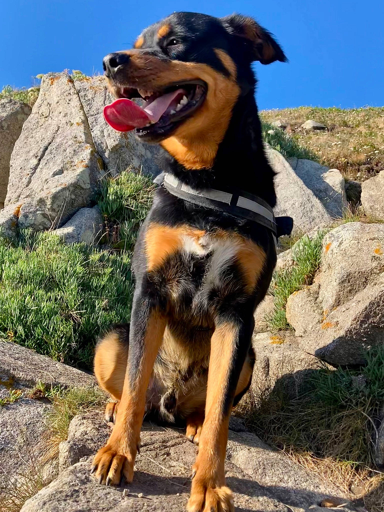Dohko participe au concours pour gagner de l'argent avec cette photo : adventure, bedrock, canidae, carnivore, collar, companion_dog, dog, dog_breed, dog_collar, fawn, landscape, leash, mountain, plant, recreation, rock, sky, sporting_group, working_animal, working_dog