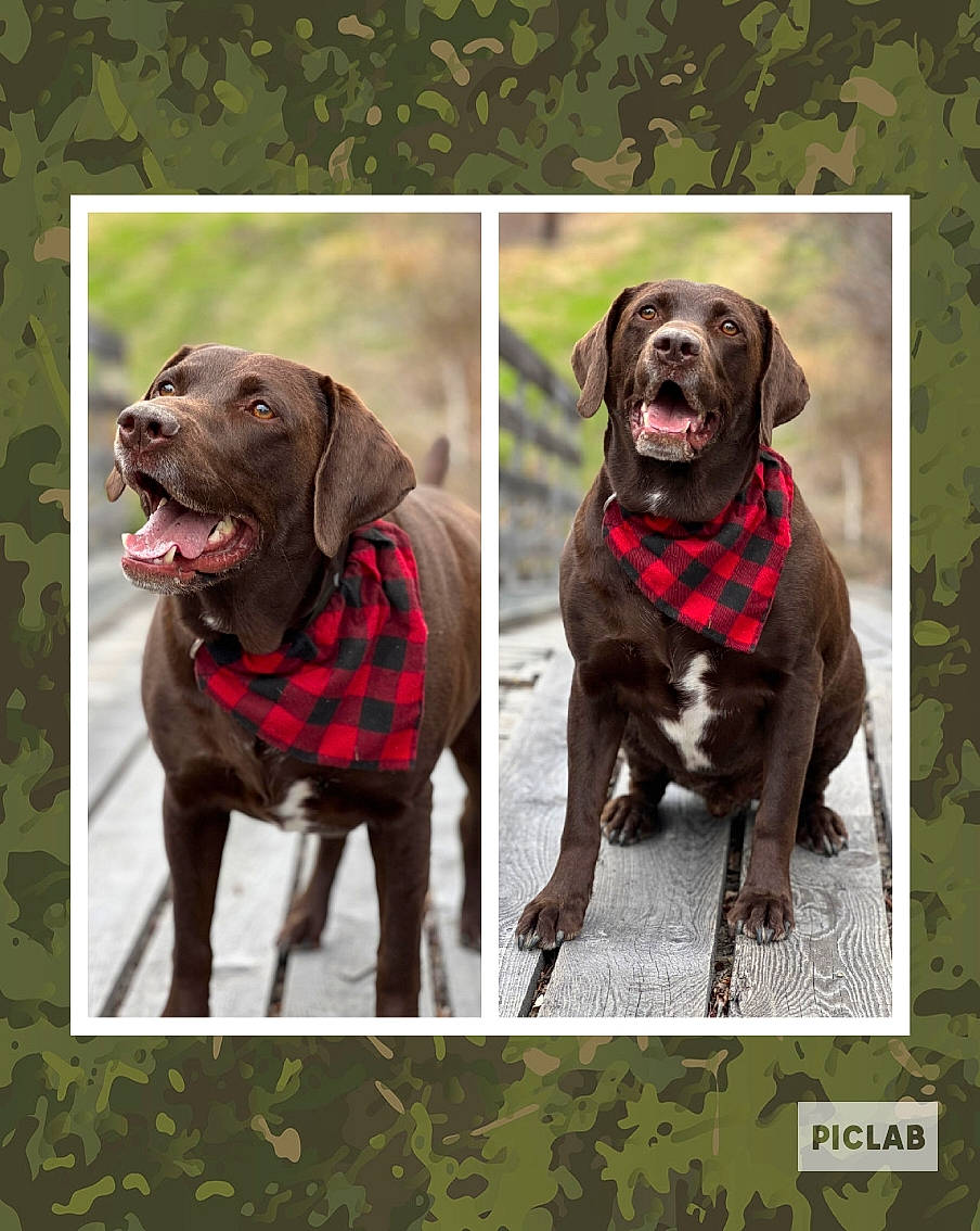 Sampson is registered to the contest to win money with this photo: canidae, carnivore, collar, companion_dog, dog, dog_breed, dog_collar, gun_dog, hunting_dog, liver, pattern, pet_supply, plant, sporting_group, vertebrate, working_animal