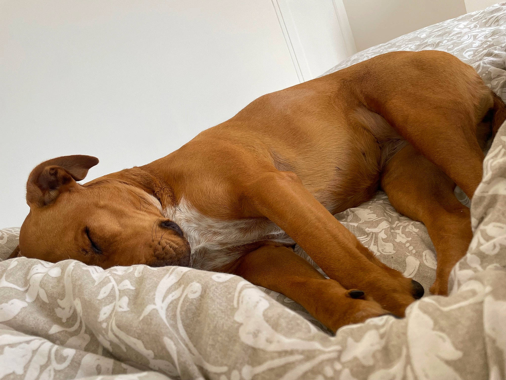 Priska participe au concours pour gagner de l'argent avec cette photo : barechested, canidae, carnivore, chest, comfort, companion_dog, dog, dog_breed, elbow, fawn, foot, fur, human_leg, linens, liver, sporting_group, terrestrial_animal, thigh, wildlife