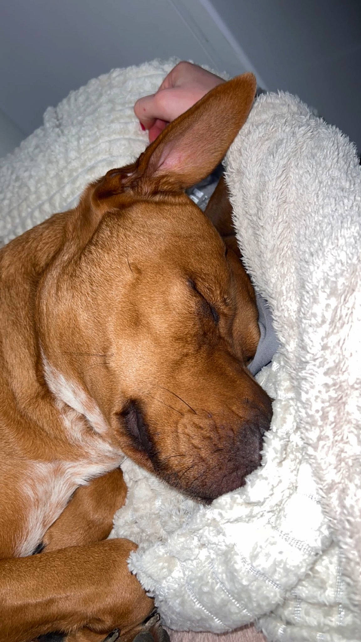 Priska a rejoint le concours — aidez-le/la à gagner de superbes lots ! bedtime, canidae, carnivore, collar, comfort, companion_dog, dog, dog_breed, dog_supply, ear, fawn, fur, linens, liver, nap, snout, sporting_group, whiskers, working_animal, wrinkle