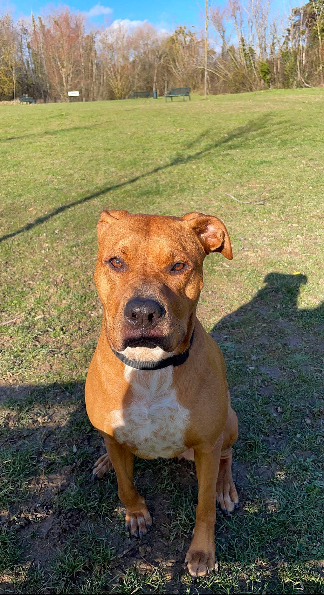 Priska participe au concours pour gagner de l'argent avec cette photo : canidae, carnivore, collar, companion_dog, dog, dog_breed, dog_collar, fawn, grass, liver, molosser, non_sporting_group, plant, snout, sporting_group, terrestrial_animal, tree, working_animal, working_dog, wrinkle