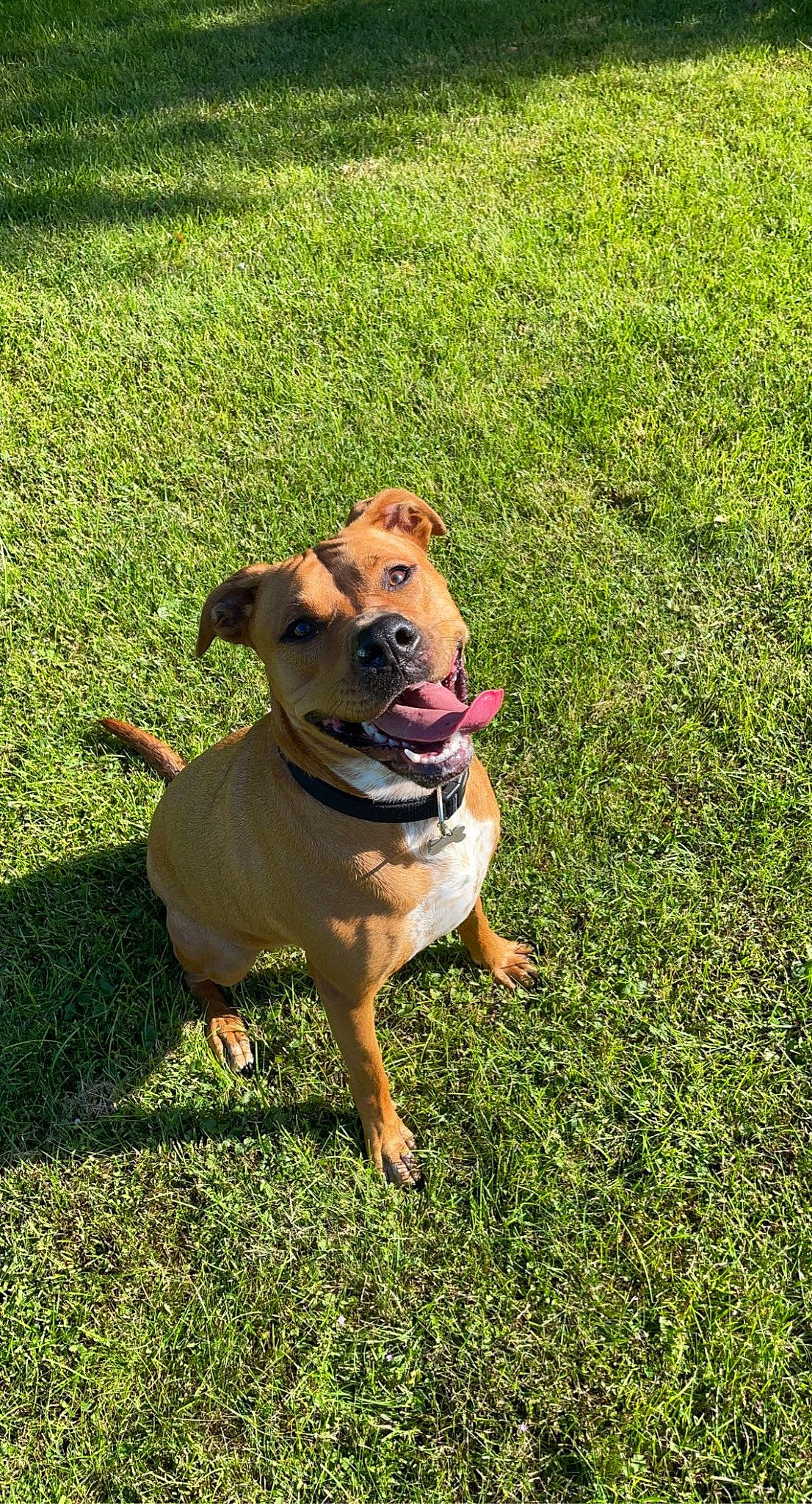 Priska a rejoint le concours — aidez-le/la à gagner de superbes lots ! canidae, carnivore, collar, companion_dog, dog, dog_breed, dog_collar, dog_supply, fawn, grass, grassland, groundcover, guard_dog, hunting_dog, lawn, leash, snout, sporting_group, tail, working_dog