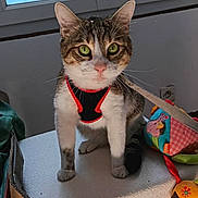 Tsuki a rejoint le concours — aidez-le/la à gagner de superbes lots ! animal, box, cat, colorful, curious, domestic, ears, fabric, feline, floor, green_eyes, harness, house, indoor, leash, pet, tabby, toy, whiskers, window