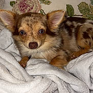Aïko participe au concours pour gagner de l'argent avec cette photo : animal, blanket, companion, couch, cozy, cute, dog, ears, floral_pattern, fluffy, fur, indoor, mottled_fur, pet, pillow, portrait, relaxed, resting, small_dog, snuggle