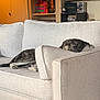 Kenai is registered to the contest to win money with this photo: dog, couch, living_room, sleeping, brindle, pillow, bookshelf, books, figurines, fish_tank, decor, indoor, pets, relaxation, furniture, cozy, home, rest, animal, canine