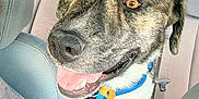 Kenai joined the competition — help win amazing prizes! dog, pet, car_interior, leash, happy, animal, canine, seat, backseat, collar, tongue_out, closeup, transportation, domestic_animal, vehicle, fur, muzzle, bright_eyes, indoor, smiling