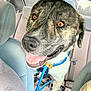 dog, pet, car_interior, leash, happy, animal, canine, seat, backseat, collar, tongue_out, closeup, transportation, domestic_animal, vehicle, fur, muzzle, bright_eyes, indoor, smiling