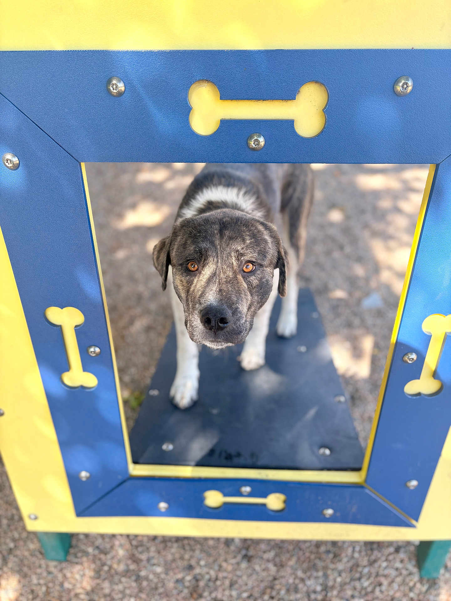 Kenai joined the competition — help win amazing prizes! dog, animal, pet, playground, play_structure, bone_shape, outdoor, sunlight, shadow, ground, curious, brown_eyes, focused, metal_screws, yellow, blue, black, white, standing, closeup