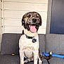 Kenai is registered to the contest to win money with this photo: dog, pet, smiling, tongue_out, collar, tags, sitting, couch, gray_couch, wooden_wall, porch, playful, blue_rope_toy, happy, canine, domestic_animal, fur, tail, indoor, animal