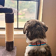 Kenai joined the competition — help win amazing prizes! dog, collar, window, scratching_post, indoor, pet, fur, back_view, animal, home, daylight, brown, white, black, looking_out, quiet, contemplative, domestic, furniture, wall