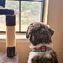 dog, collar, window, scratching_post, indoor, pet, fur, back_view, animal, home, daylight, brown, white, black, looking_out, quiet, contemplative, domestic, furniture, wall