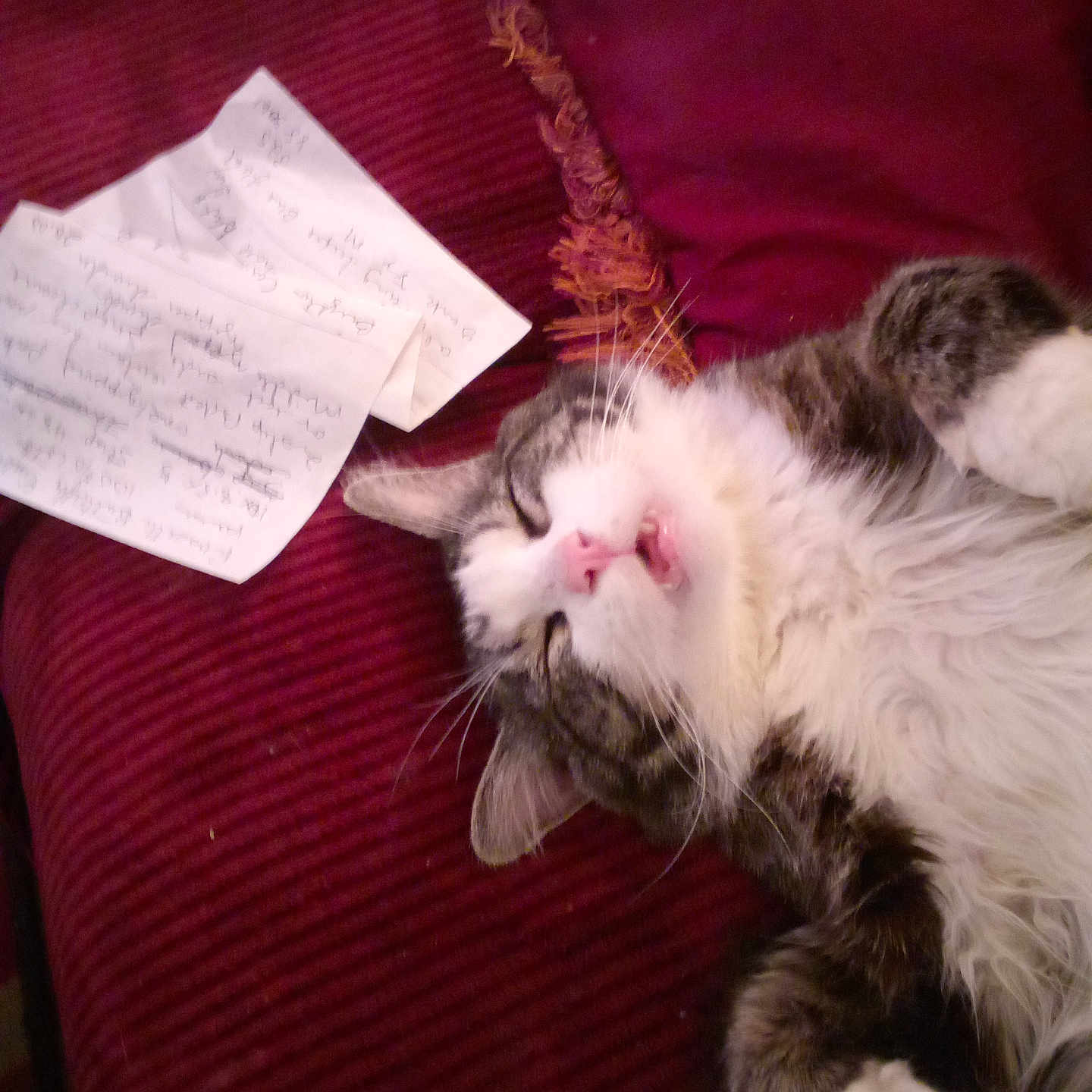 Mr. Fluffers joined the competition — help win amazing prizes! cat, closeup, couch, cozy, domestic_animal, feline, fur, gray_fur, handwritten_notes, indoor, mouth_open, paper, paw, pet, red_couch, relaxed, resting, sleeping, whiskers, white_fur