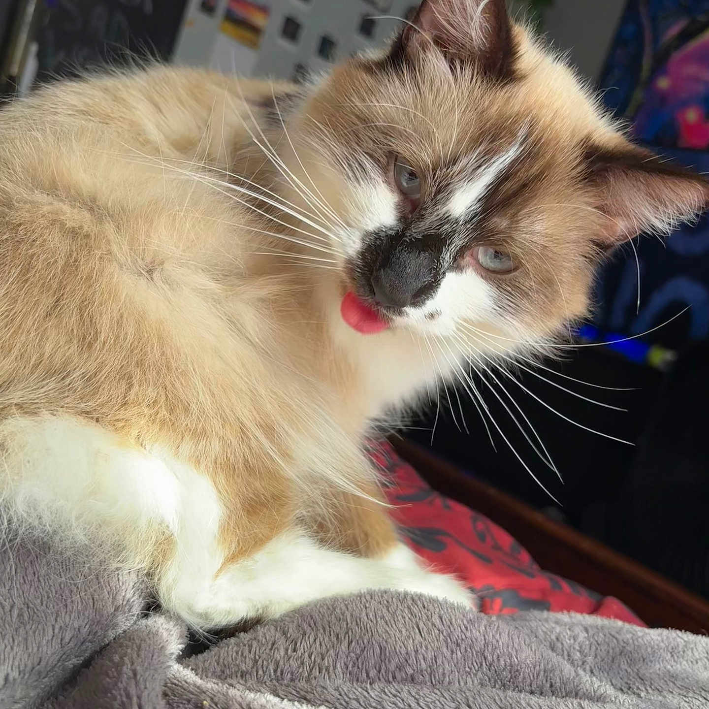 Kenny is registered to the contest to win money with this photo: abyssinian, animal, bed, blanket, bodypart, cat, couch, face, furniture, head, indoors, kitten, manx, mouth, person, pet, photography, portrait, siamese, tongue