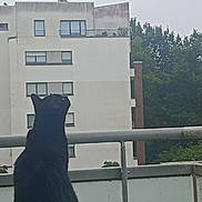 Oly participe au concours pour gagner de l'argent avec cette photo : alone, animal, apartment_building, balcony, black_cat, building, cat, curious, daytime, fence, looking_up, nature, outdoor, pet, quiet, railing, sky, trees, urban, window