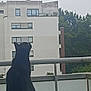 alone, animal, apartment_building, balcony, black_cat, building, cat, curious, daytime, fence, looking_up, nature, outdoor, pet, quiet, railing, sky, trees, urban, window