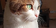 Oly a rejoint le concours — aidez-le/la à gagner de superbes lots ! animal, background_blur, cat, close_up, cozy, cute, domestic_cat, feline, fur, green_eyes, indoor, looking_away, mammal, natural_light, pet, portrait, side_view, soft_texture, sunlight, whiskers