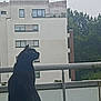Oly participe au concours pour gagner de l'argent avec cette photo : animal, apartment_building, balcony, black_cat, cat, daytime, feline, greenery, nature, outdoor, overcast_sky, pet, quiet, railing, residential_area, side_view, trees, urban, watching, windows