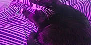 Harley joined the competition — help win amazing prizes! cat, tuxedo_cat, bed, striped_bedspread, indoor, pet, feline, resting, purple_light, whiskers, fur, domestic_animal, cozy, relaxed, animal, mammal, sleepy, cute, companion, household