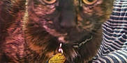Louise is registered to the contest to win money with this photo: cat, tortoiseshell, pet, collar, tag, striped_fabric, closeup, feline, fur, whiskers, ears, animal, domestic, resting, indoor, blurred, eyes, face, soft_focus, cute
