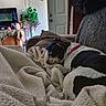 Jessie joined the competition — help win amazing prizes! dog, pet, black_and_white, sleeping, lying_down, blanket, couch, living_room, cozy, indoors, relaxing, home, television, plant, door, furniture, soft_texture, resting, portrait, domestic_animal