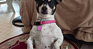 Jessie is registered to the contest to win money with this photo: dog, black_and_white, sitting, upright, pet, collar, pink_collar, heart_tag, indoors, living_room, couch, rug, floor, fan, furniture, portrait, alert, short_hair, small_dog, funny_pose