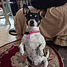 dog, black_and_white, sitting, upright, pet, collar, pink_collar, heart_tag, indoors, living_room, couch, rug, floor, fan, furniture, portrait, alert, short_hair, small_dog, funny_pose